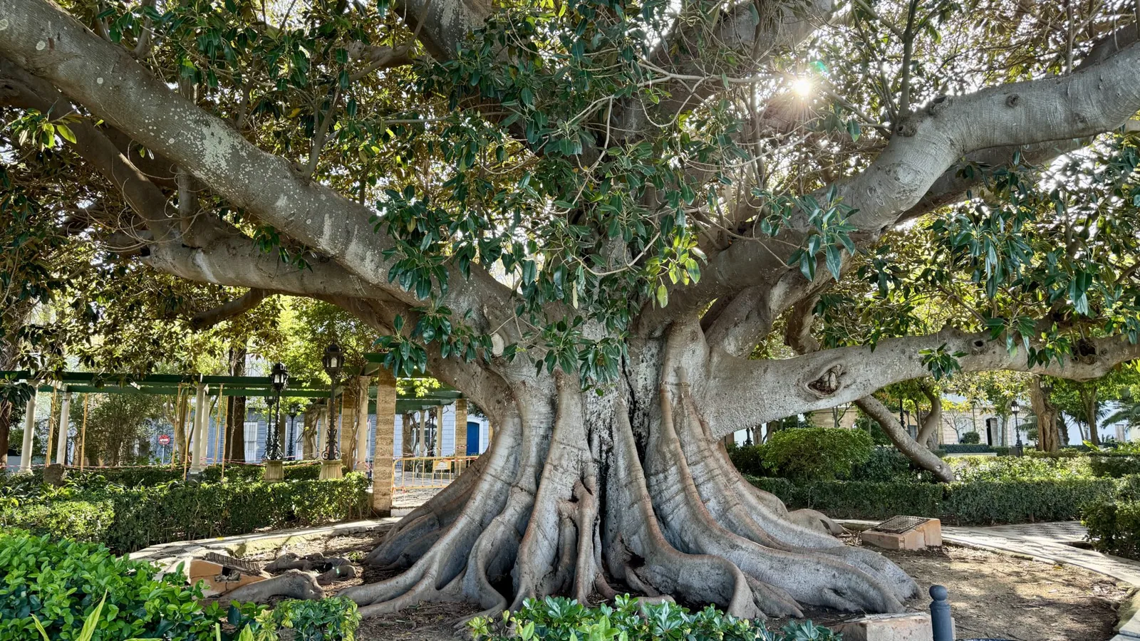 Ausladender alter Baum mit weit verzweigter Krone Ausladender alter Baum mit weit verzweigter Krone